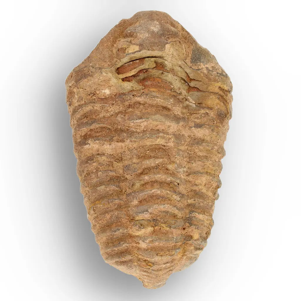 Calymene Trilobite Fossil Morocco – Jebel Tiskouine Region