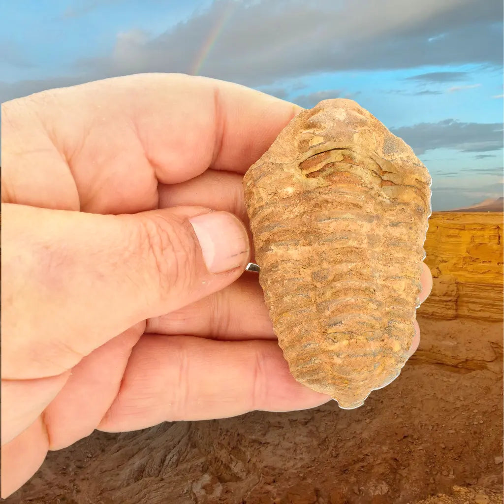 Calymene Trilobite Fossil Morocco – Jebel Tiskouine Region