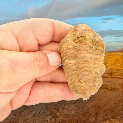 Calymene Trilobite Fossil Morocco – Jebel Tiskouine Region