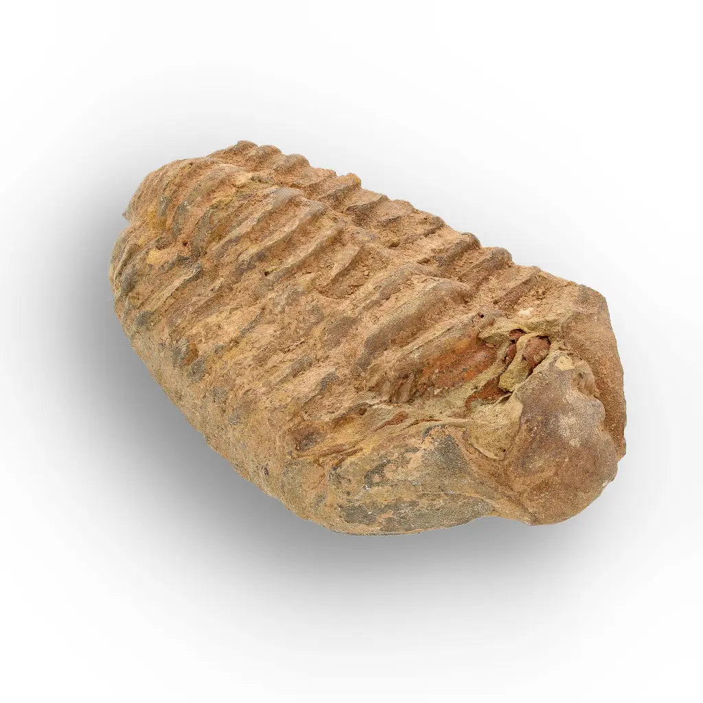 Calymene Trilobite Fossil Morocco – Jebel Tiskouine Region