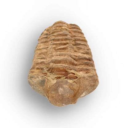 Calymene Trilobite Fossil Morocco – Jebel Tiskouine Region