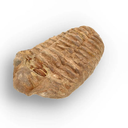 Calymene Trilobite Fossil Morocco – Jebel Tiskouine Region