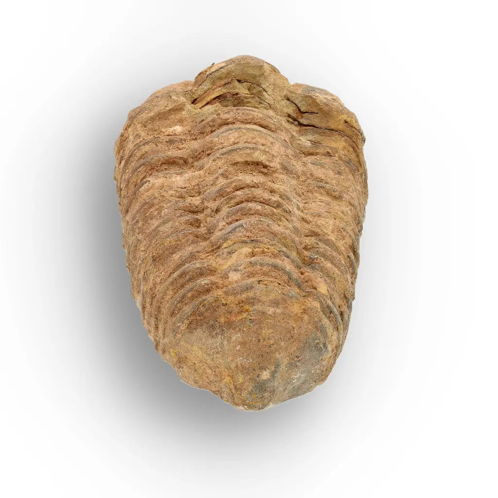 Calymene Trilobite Fossil Morocco – Jebel Tiskouine Region