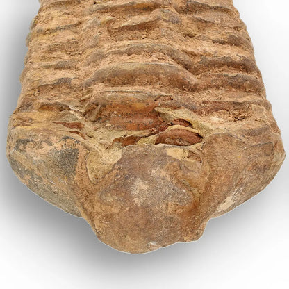 Calymene Trilobite Fossil Morocco – Jebel Tiskouine Region