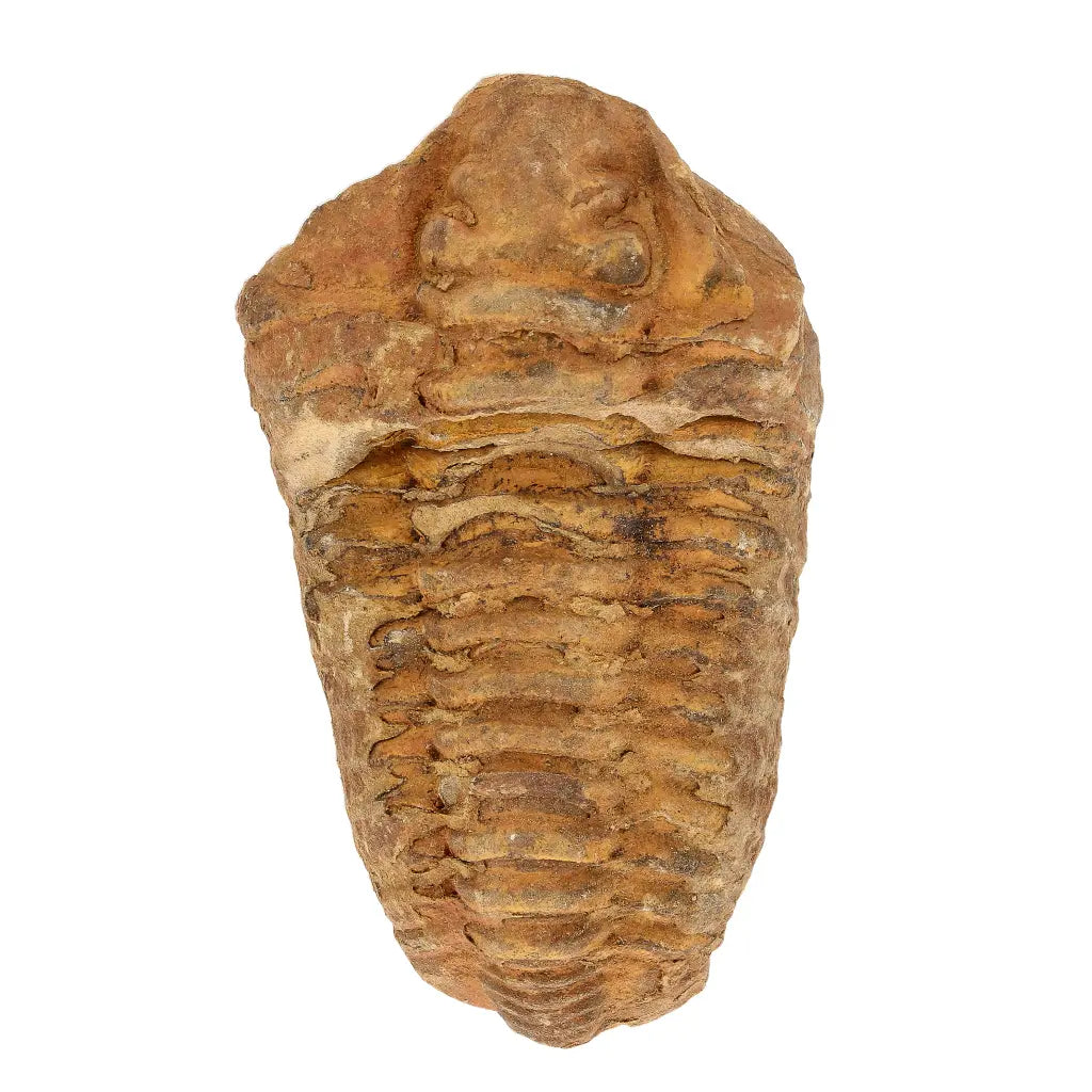 Calymene Trilobite Fossil Morocco – Colpocoryphe Species