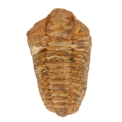 Calymene Trilobite Fossil Morocco – Colpocoryphe Species