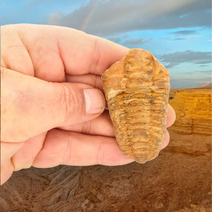 Calymene Trilobite Fossil Morocco – Colpocoryphe Species
