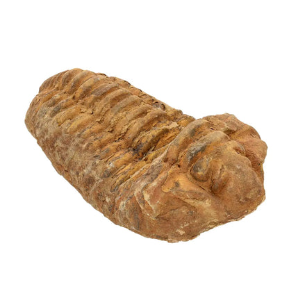 Calymene Trilobite Fossil Morocco – Colpocoryphe Species
