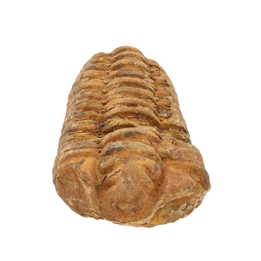 Calymene Trilobite Fossil Morocco – Colpocoryphe Species
