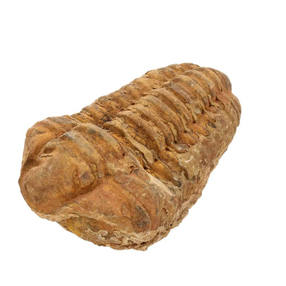 Calymene Trilobite Fossil Morocco – Colpocoryphe Species