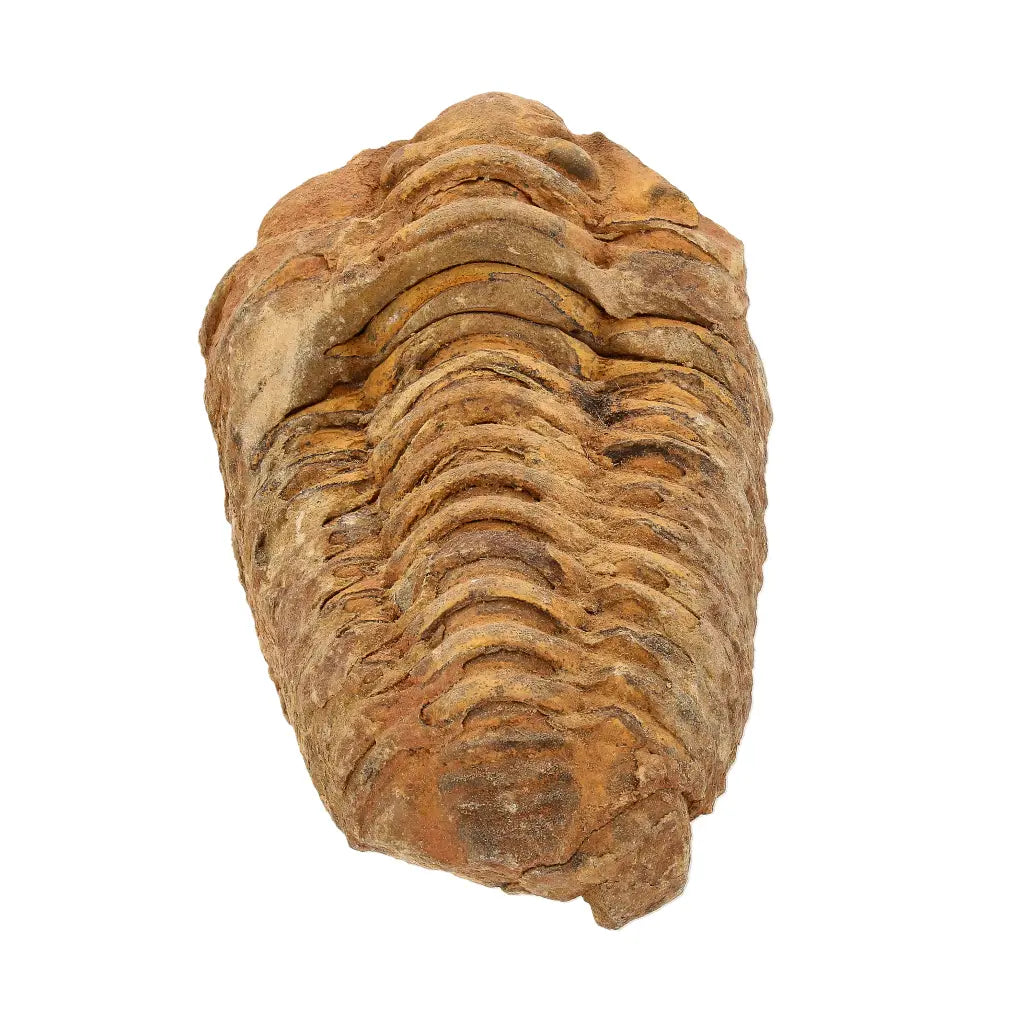 Calymene Trilobite Fossil Morocco – Colpocoryphe Species
