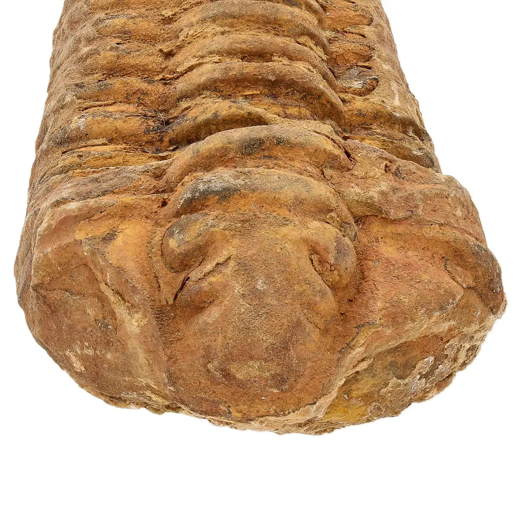Calymene Trilobite Fossil Morocco – Colpocoryphe Species