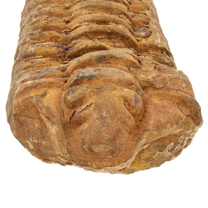 Calymene Trilobite Fossil Morocco – Colpocoryphe Species