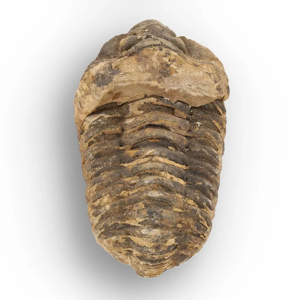 Calymene Trilobite Fossil Morocco – Upper Ordovician Fossil