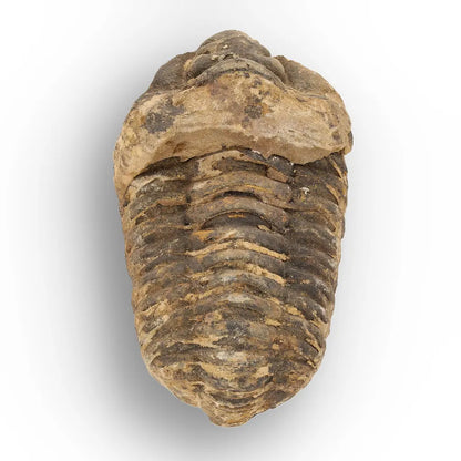 Calymene Trilobite Fossil Morocco – Upper Ordovician Fossil