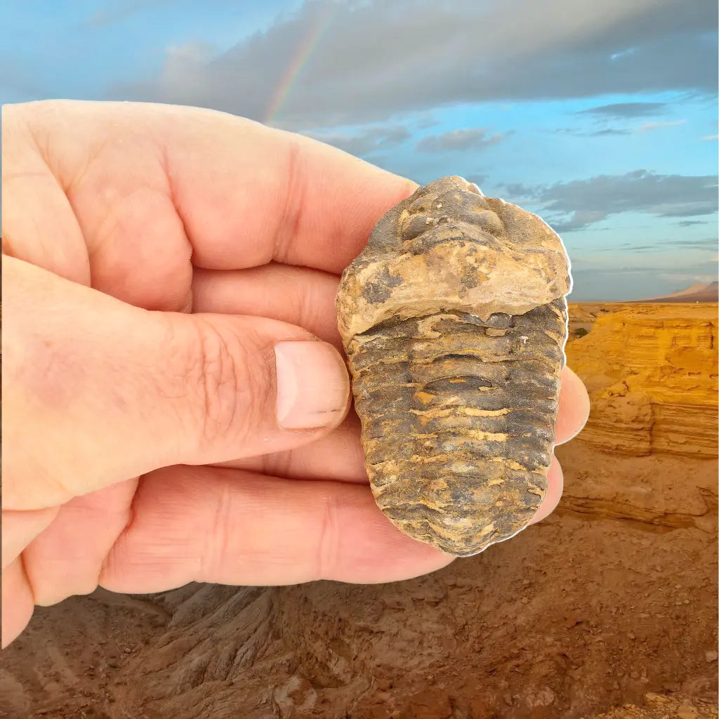 Calymene Trilobite Fossil Morocco – Upper Ordovician Fossil