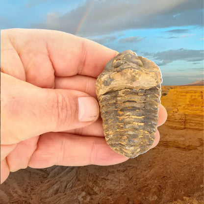 Calymene Trilobite Fossil Morocco – Upper Ordovician Fossil