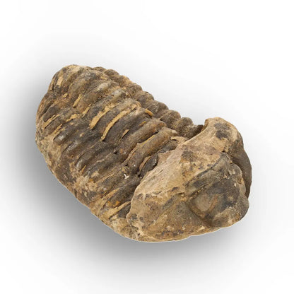 Calymene Trilobite Fossil Morocco – Upper Ordovician Fossil