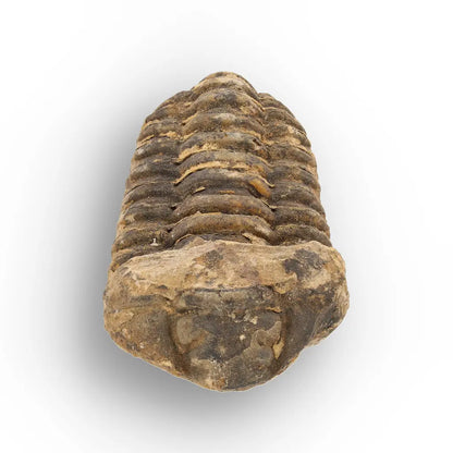 Calymene Trilobite Fossil Morocco – Upper Ordovician Fossil