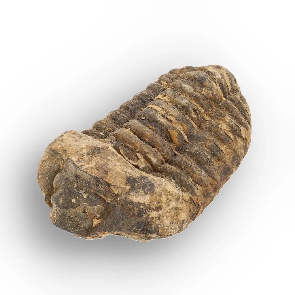 Calymene Trilobite Fossil Morocco – Upper Ordovician Fossil