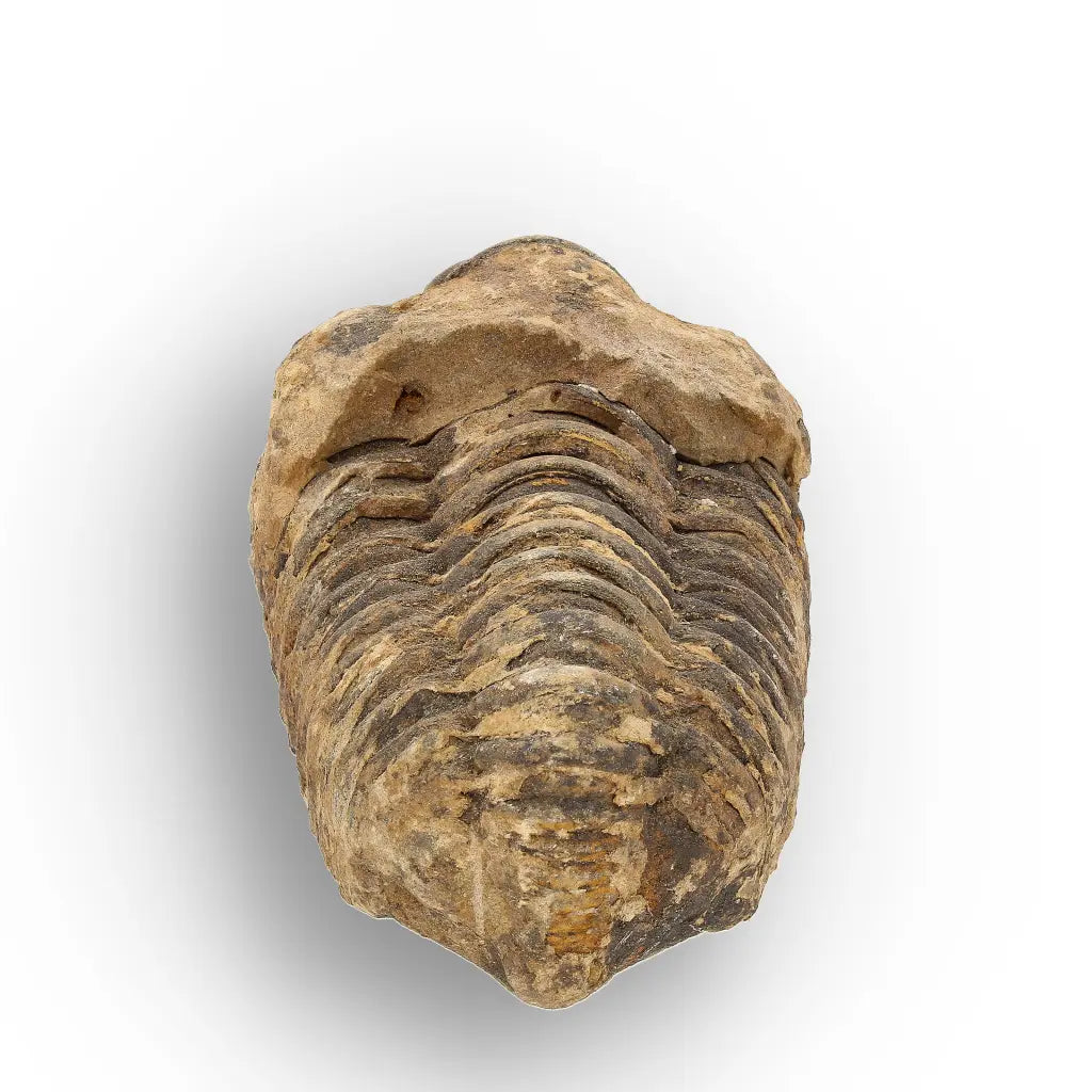 Calymene Trilobite Fossil Morocco – Upper Ordovician Fossil