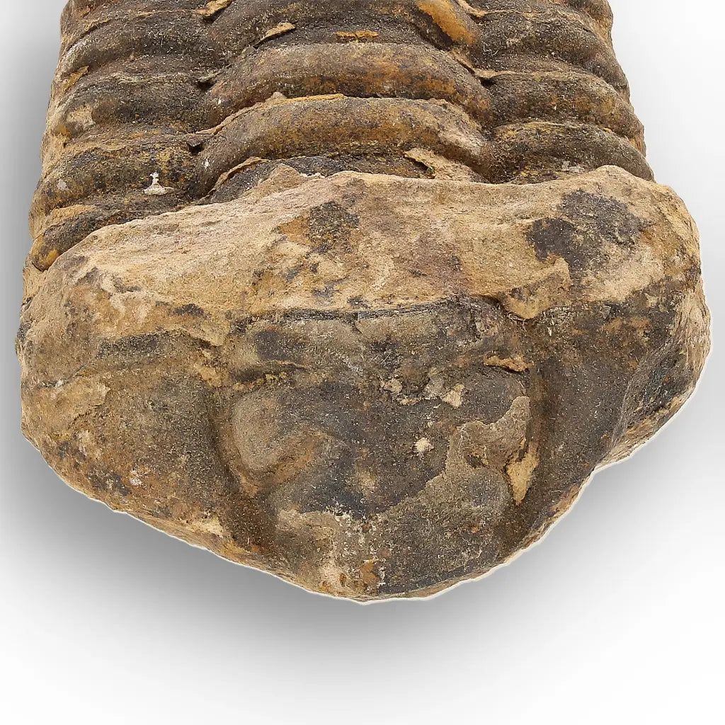 Calymene Trilobite Fossil Morocco – Upper Ordovician Fossil