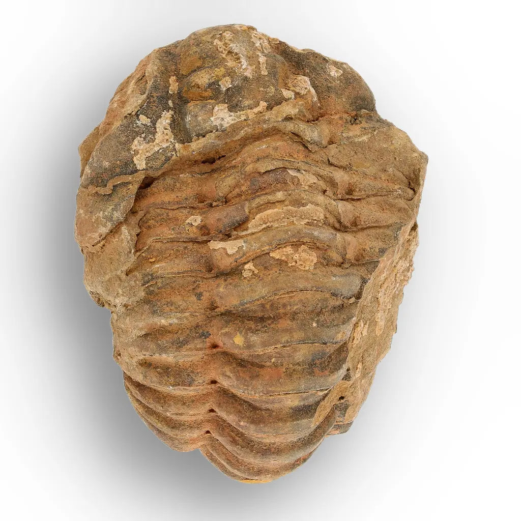 Calymene Trilobite Fossil Morocco – Enrolled Specimen