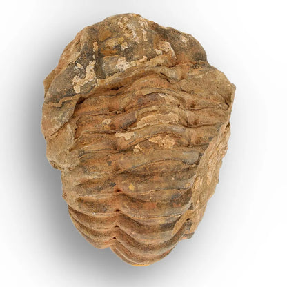 Calymene Trilobite Fossil Morocco – Enrolled Specimen