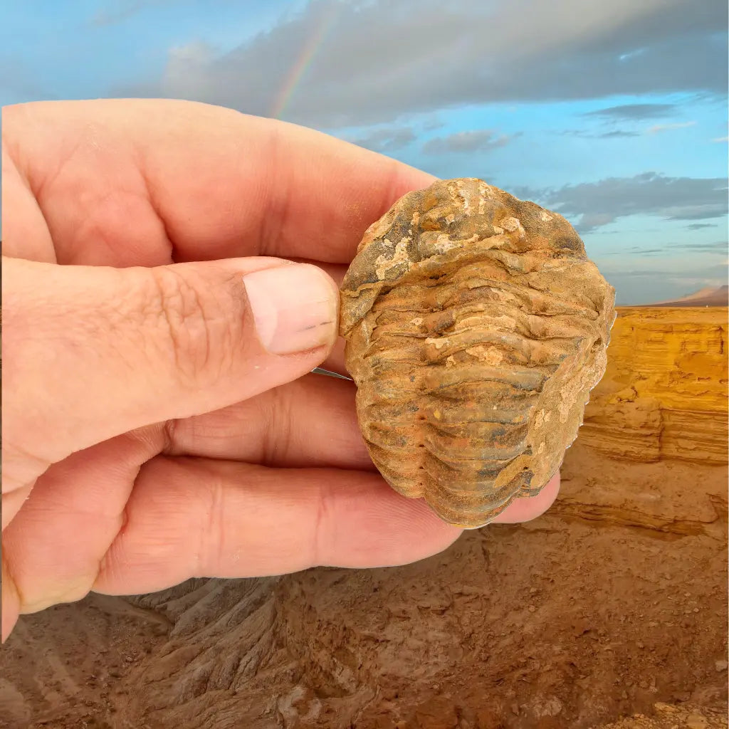 Calymene Trilobite Fossil Morocco – Enrolled Specimen
