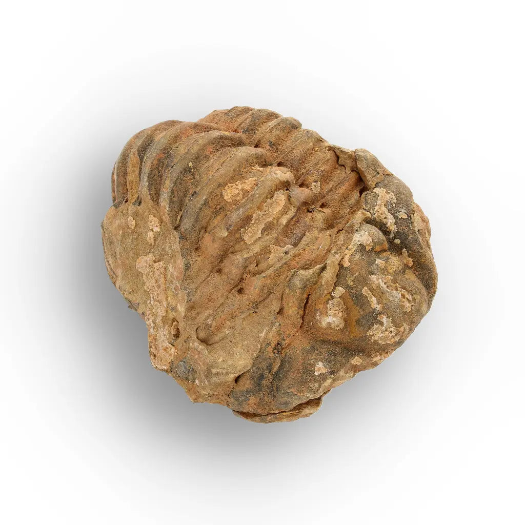 Calymene Trilobite Fossil Morocco – Enrolled Specimen