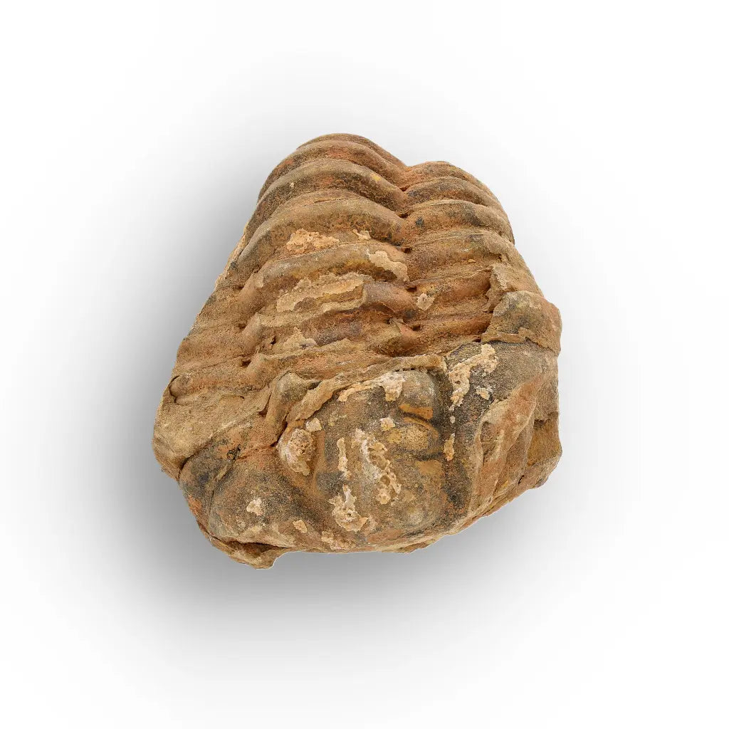 Calymene Trilobite Fossil Morocco – Enrolled Specimen