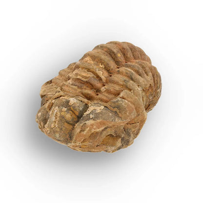 Calymene Trilobite Fossil Morocco – Enrolled Specimen