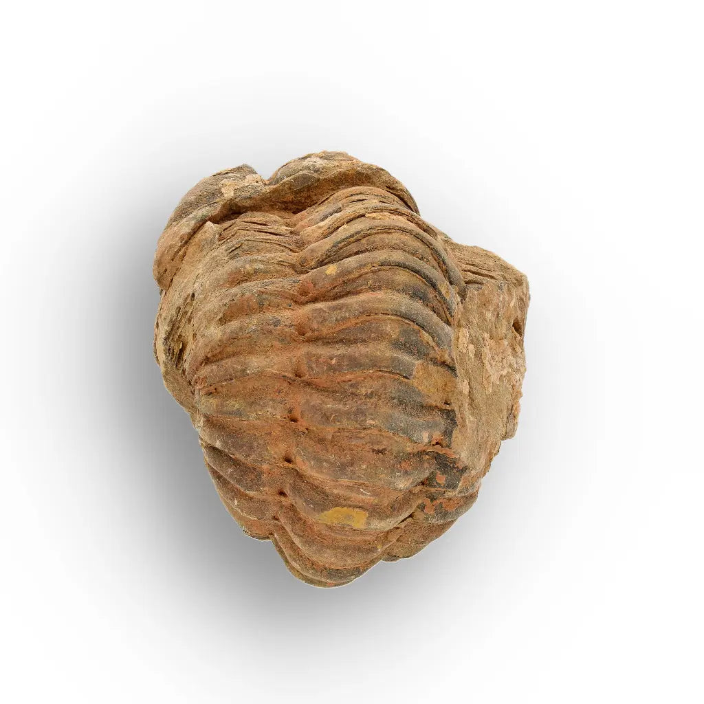 Calymene Trilobite Fossil Morocco – Enrolled Specimen