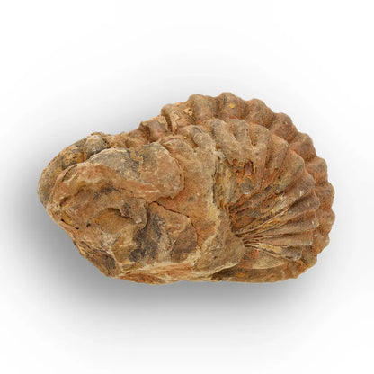 Calymene Trilobite Fossil Morocco – Enrolled Specimen