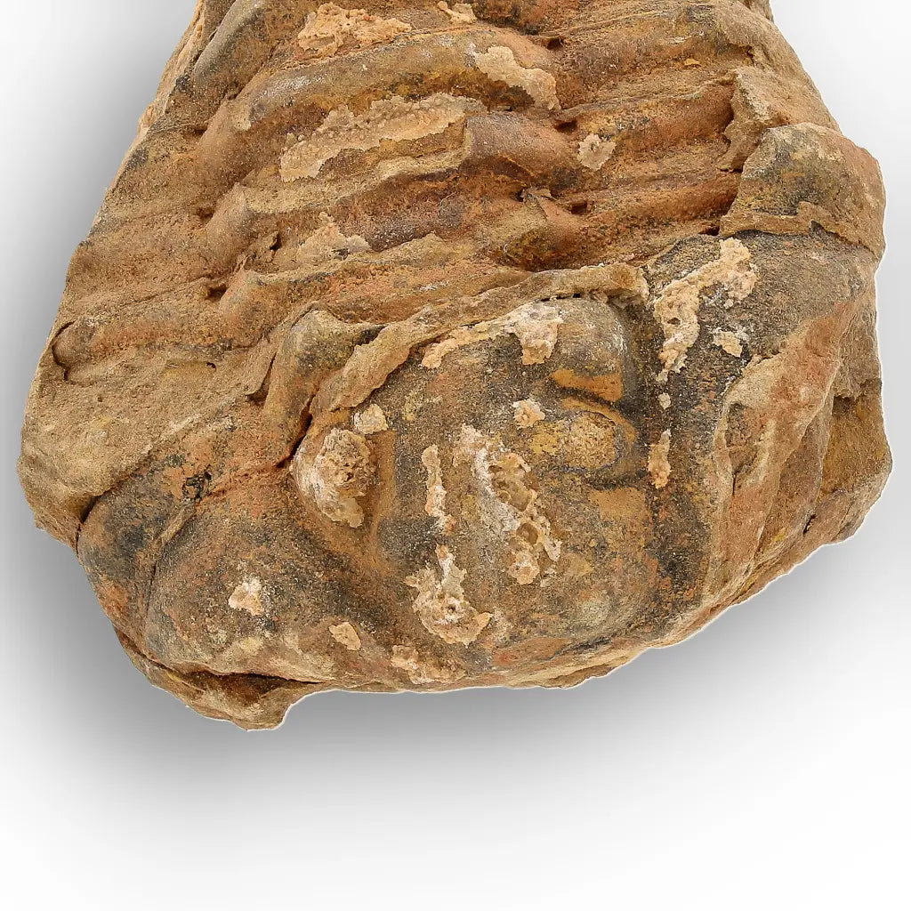 Calymene Trilobite Fossil Morocco – Enrolled Specimen