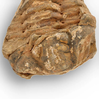 Calymene Trilobite Fossil Morocco – Enrolled Specimen