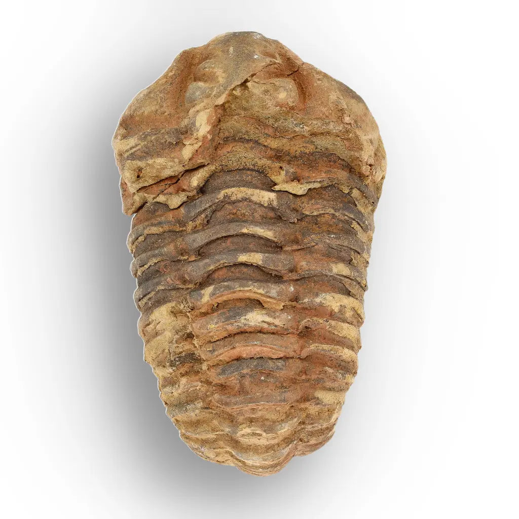 Get your Calymene Trilobite Fossil – Timeless Relic of Ancient Oceans online now or in store at Forever Gems in Franschhoek, South Africa