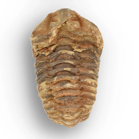 Get your Calymene Trilobite Fossil – Timeless Relic of Ancient Oceans online now or in store at Forever Gems in Franschhoek, South Africa