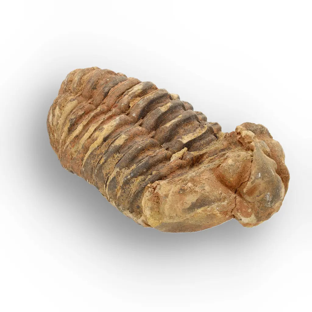 Get your Calymene Trilobite Fossil – Timeless Relic of Ancient Oceans online now or in store at Forever Gems in Franschhoek, South Africa