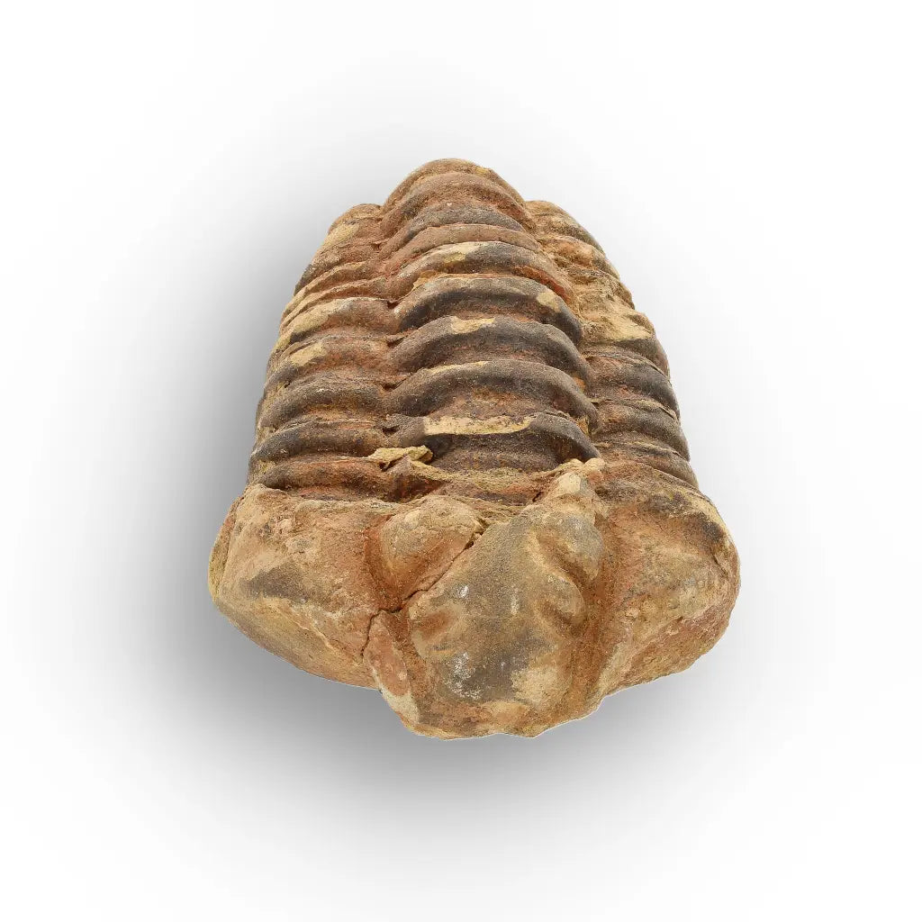 Get your Calymene Trilobite Fossil – Timeless Relic of Ancient Oceans online now or in store at Forever Gems in Franschhoek, South Africa