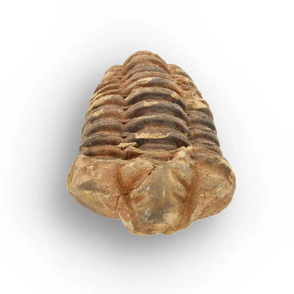 Get your Calymene Trilobite Fossil – Timeless Relic of Ancient Oceans online now or in store at Forever Gems in Franschhoek, South Africa