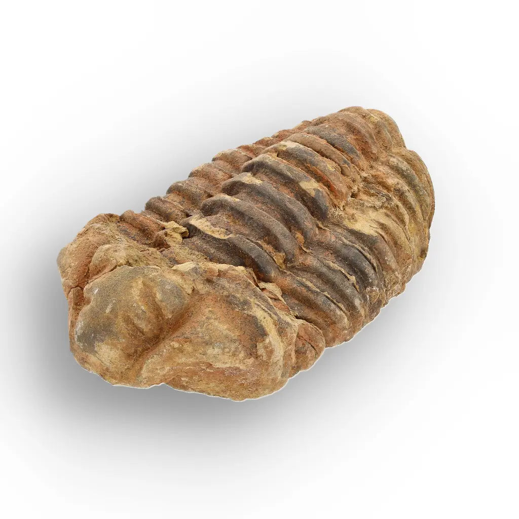 Get your Calymene Trilobite Fossil – Timeless Relic of Ancient Oceans online now or in store at Forever Gems in Franschhoek, South Africa
