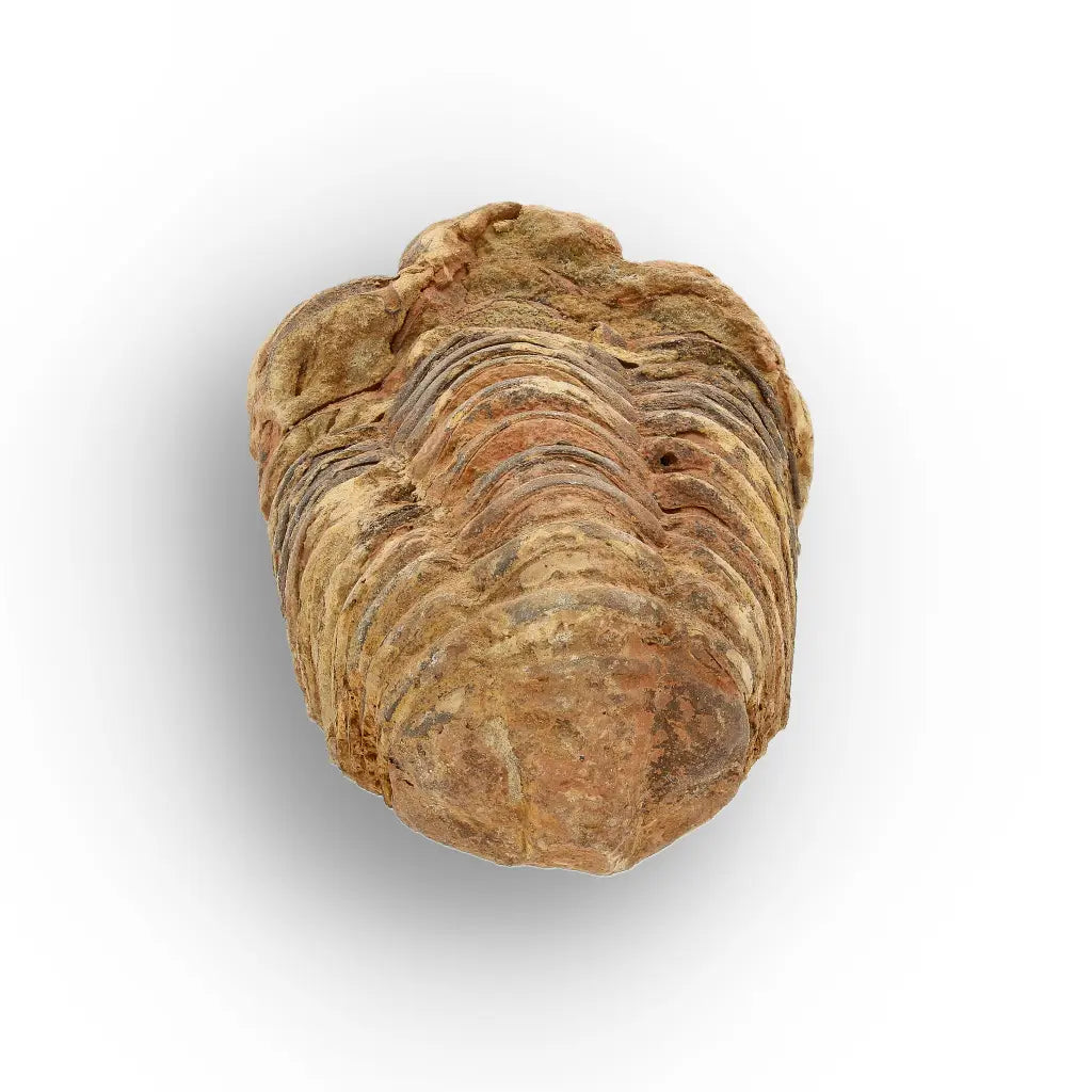 Get your Calymene Trilobite Fossil – Timeless Relic of Ancient Oceans online now or in store at Forever Gems in Franschhoek, South Africa