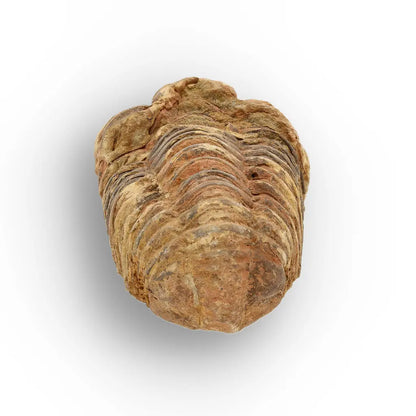 Get your Calymene Trilobite Fossil – Timeless Relic of Ancient Oceans online now or in store at Forever Gems in Franschhoek, South Africa
