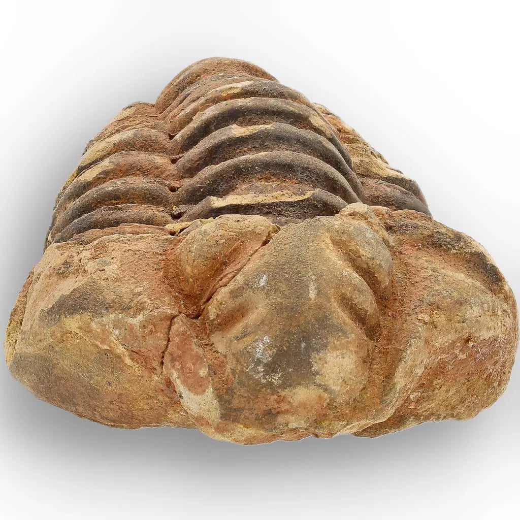Get your Calymene Trilobite Fossil – Timeless Relic of Ancient Oceans online now or in store at Forever Gems in Franschhoek, South Africa