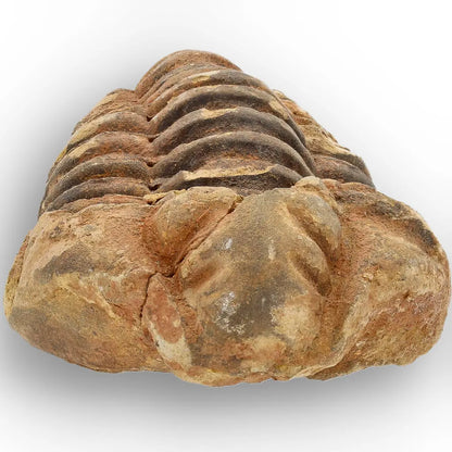 Get your Calymene Trilobite Fossil – Timeless Relic of Ancient Oceans online now or in store at Forever Gems in Franschhoek, South Africa