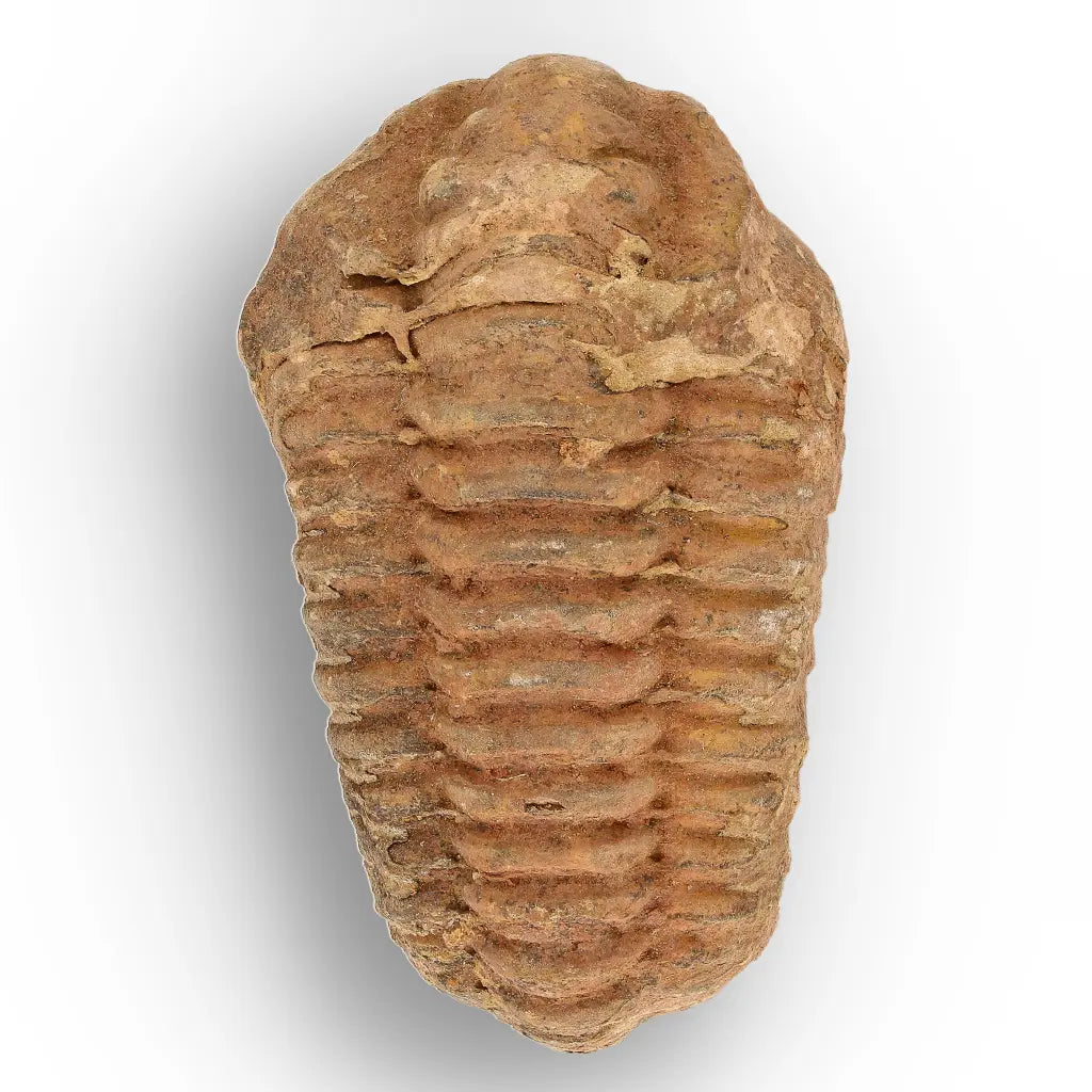 Get your Calymene Trilobite Fossil Morocco – Anti-Atlas Region Fossil online now or in store at Forever Gems in Franschhoek, South Africa