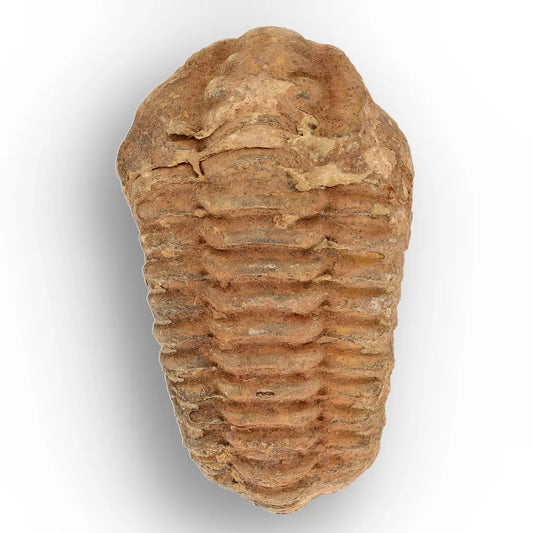 Get your Calymene Trilobite Fossil Morocco – Anti-Atlas Region Fossil online now or in store at Forever Gems in Franschhoek, South Africa