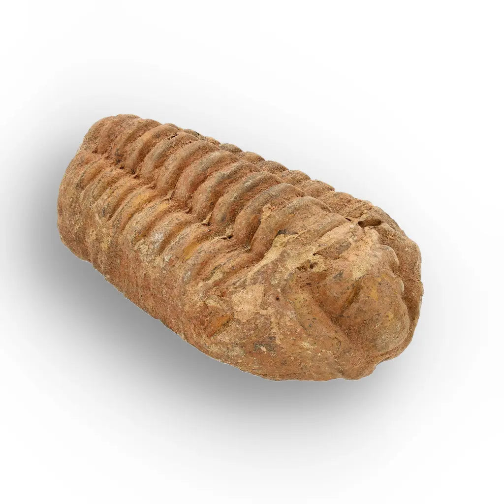Get your Calymene Trilobite Fossil Morocco – Anti-Atlas Region Fossil online now or in store at Forever Gems in Franschhoek, South Africa