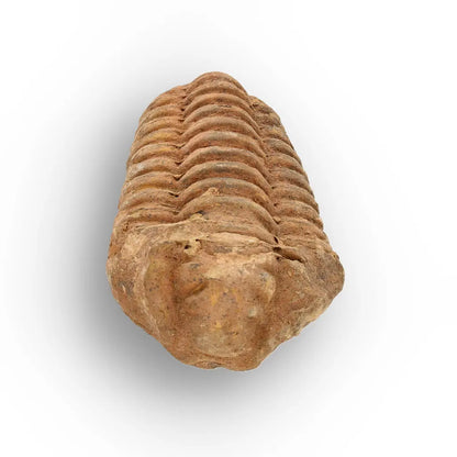 Get your Calymene Trilobite Fossil Morocco – Anti-Atlas Region Fossil online now or in store at Forever Gems in Franschhoek, South Africa